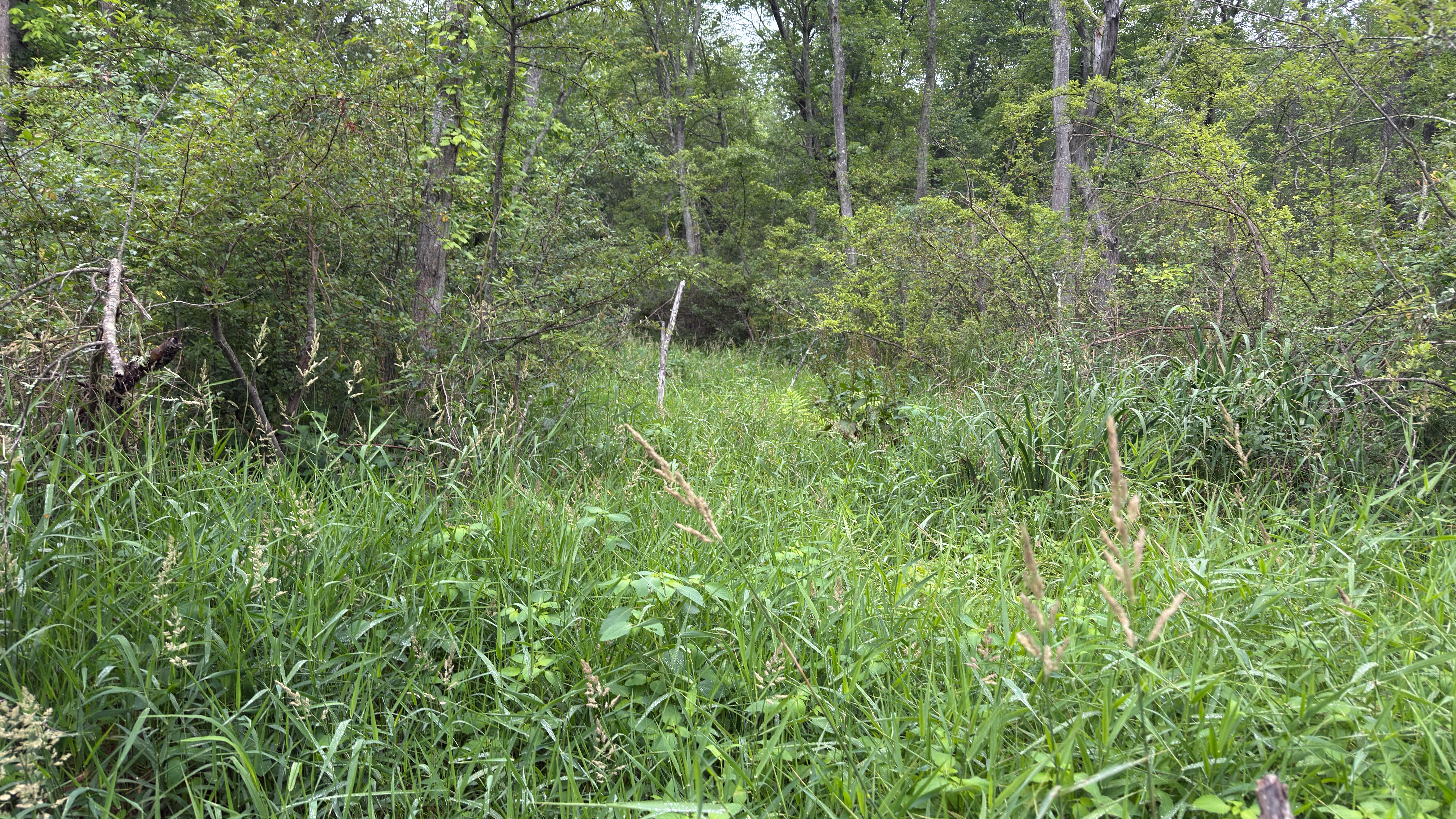 Friends of Cold Spring Park Inc