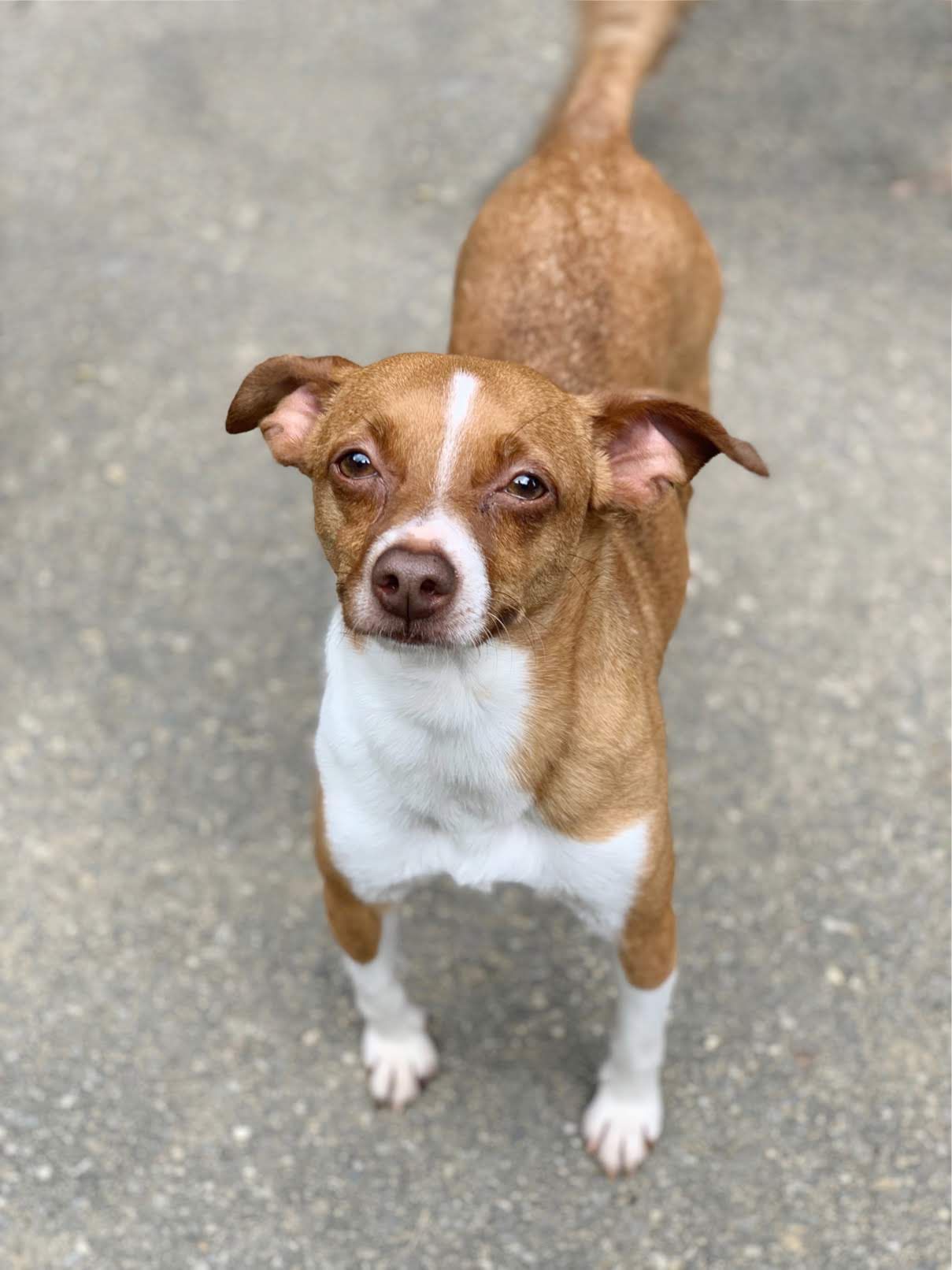 Cherokee Dog Sanctuary, Inc.