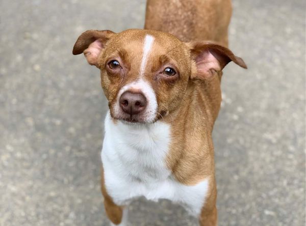 Cherokee Dog Sanctuary, Inc.