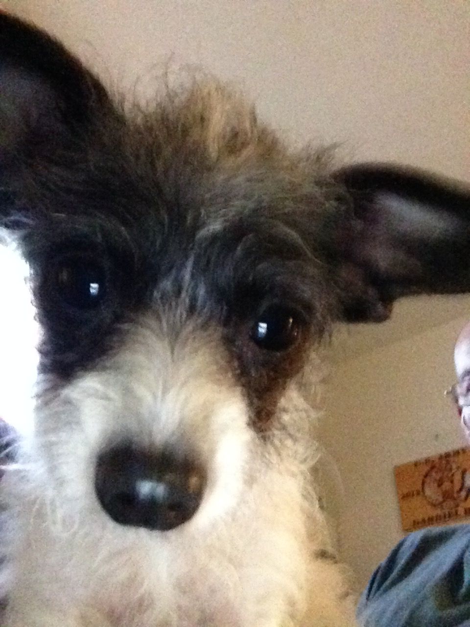 Cherokee Dog Sanctuary, Inc.