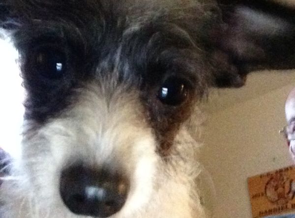 Cherokee Dog Sanctuary, Inc.