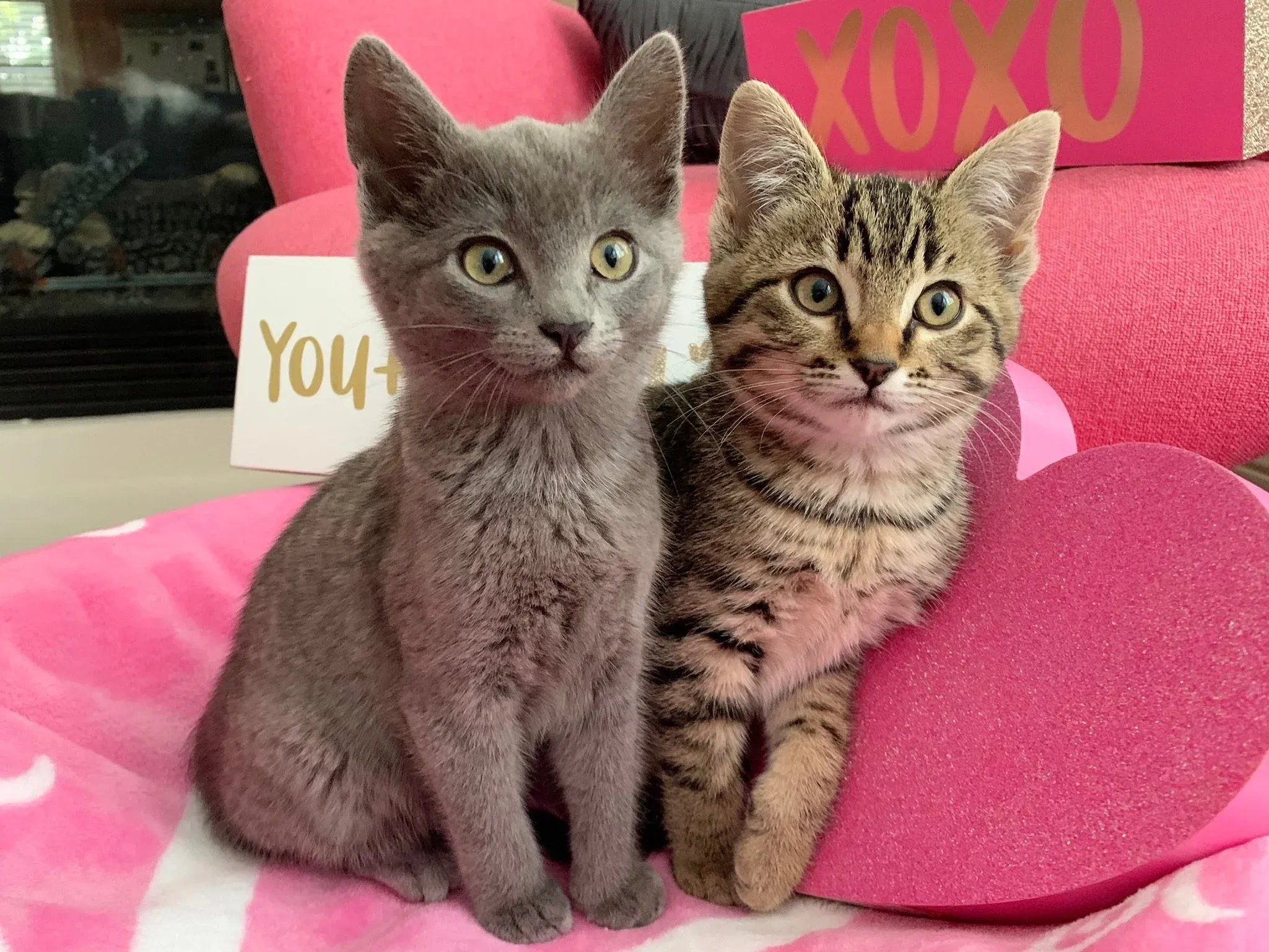 All Animal Rescue & Friends