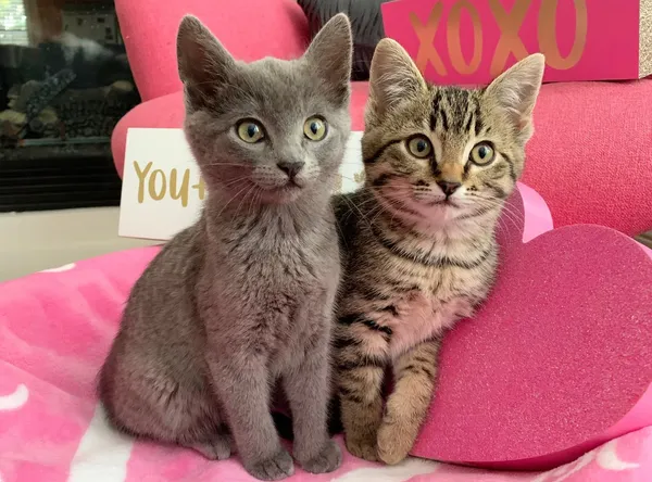 All Animal Rescue & Friends