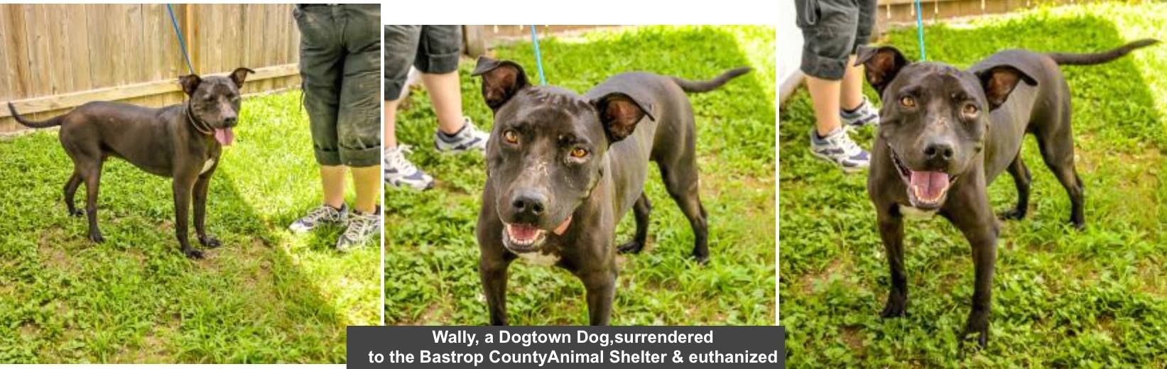 Dogtown Ranch Sanctuary Rescue & Rehab