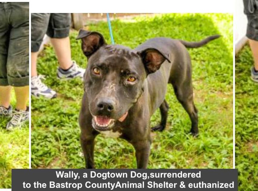 Sanctuary Rescue Vote for Dogtown Ranch Sanctuary Rescue & Rehab
