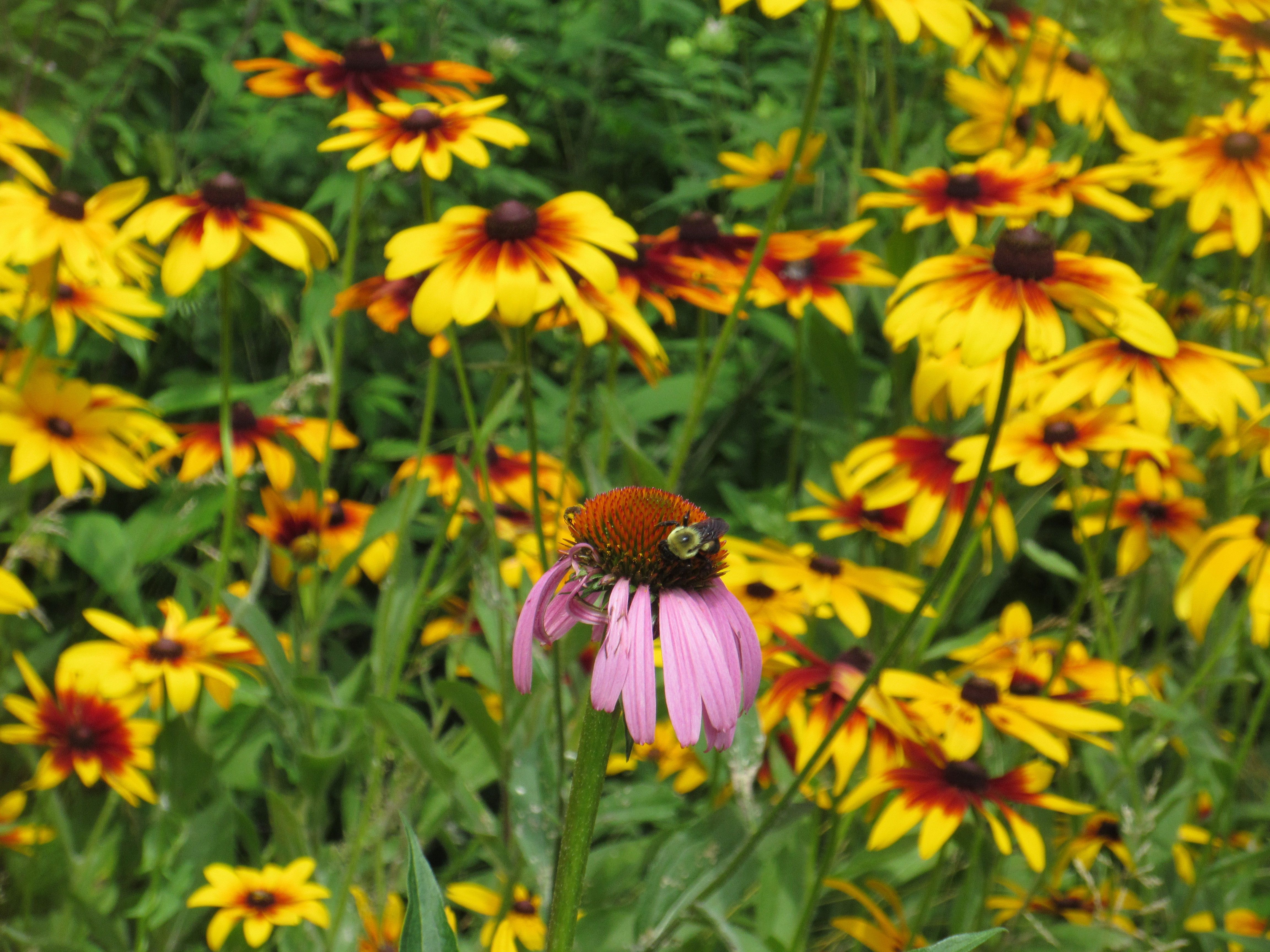 LEAD for Pollinators, Inc.