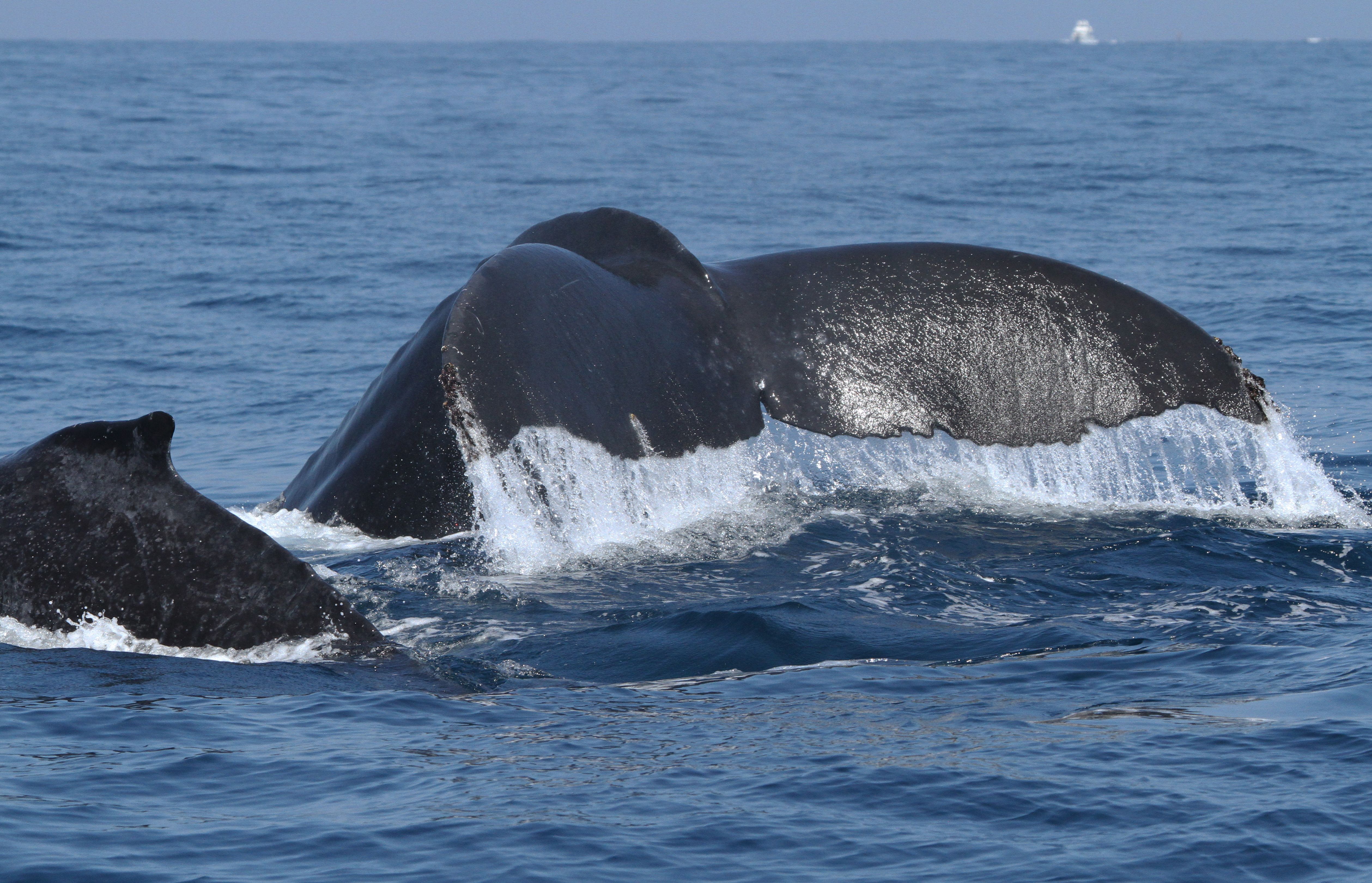 Ocean Conservation Society