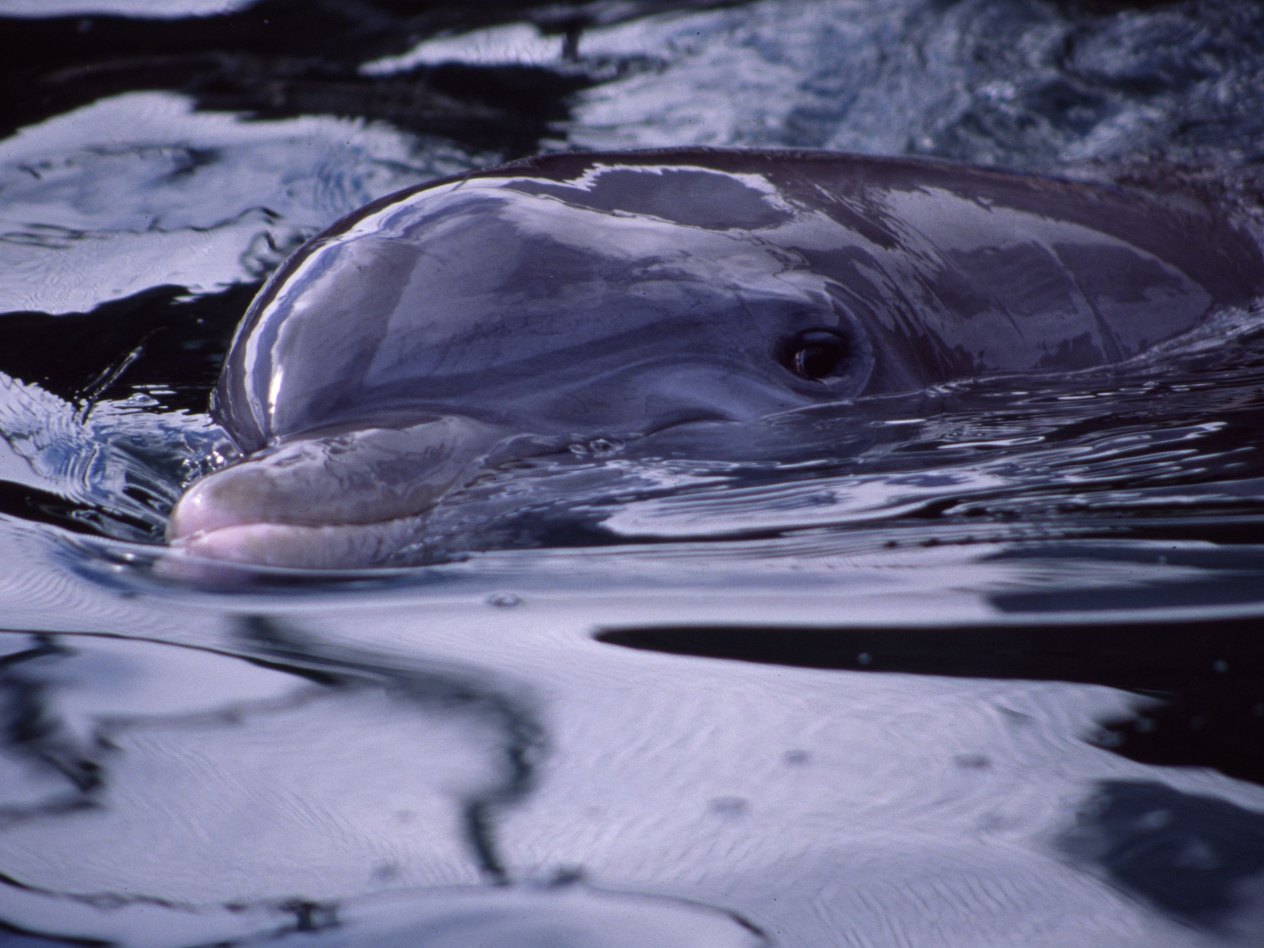 Ocean Conservation Society