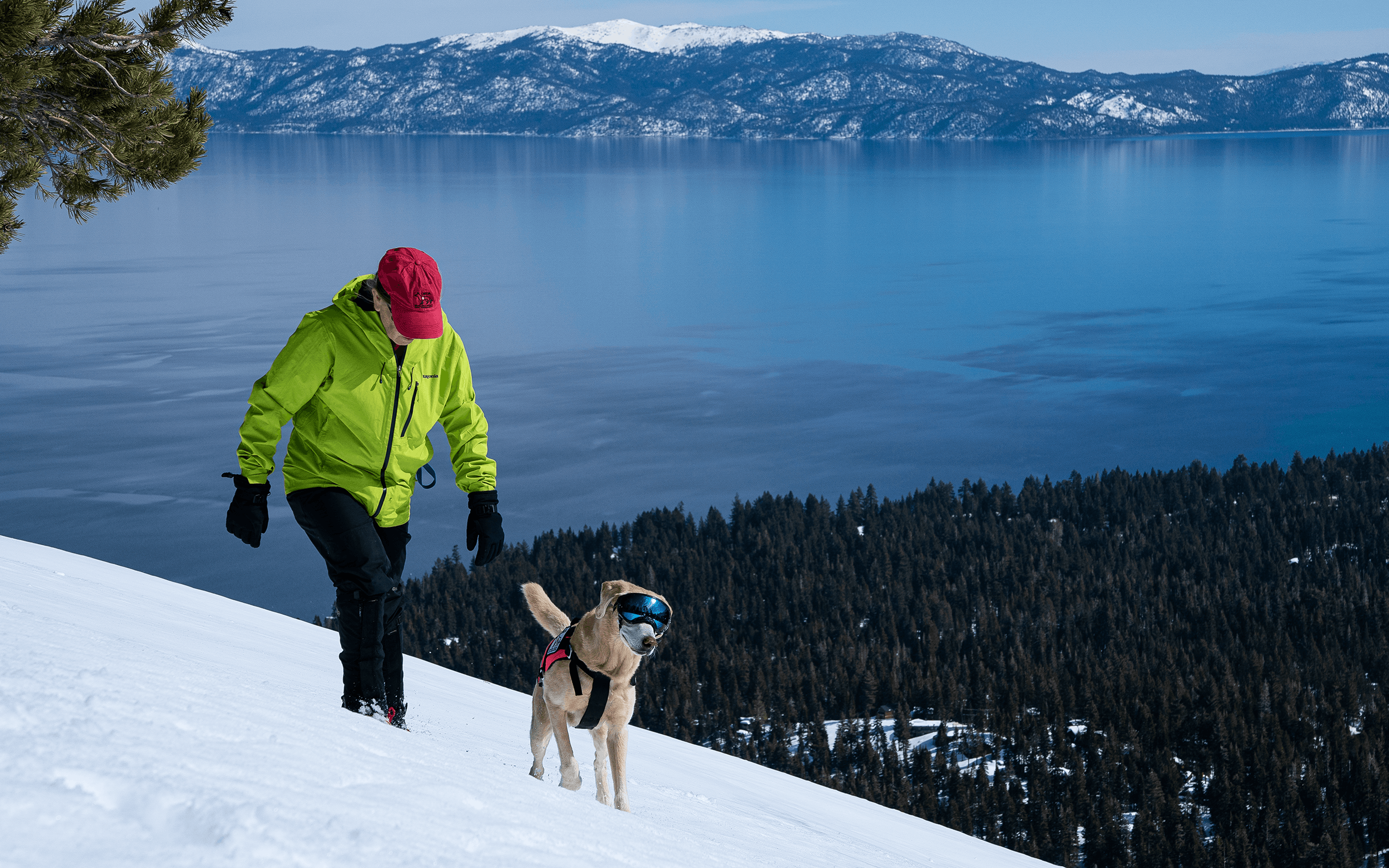 California Rescue Dog Association, Inc.