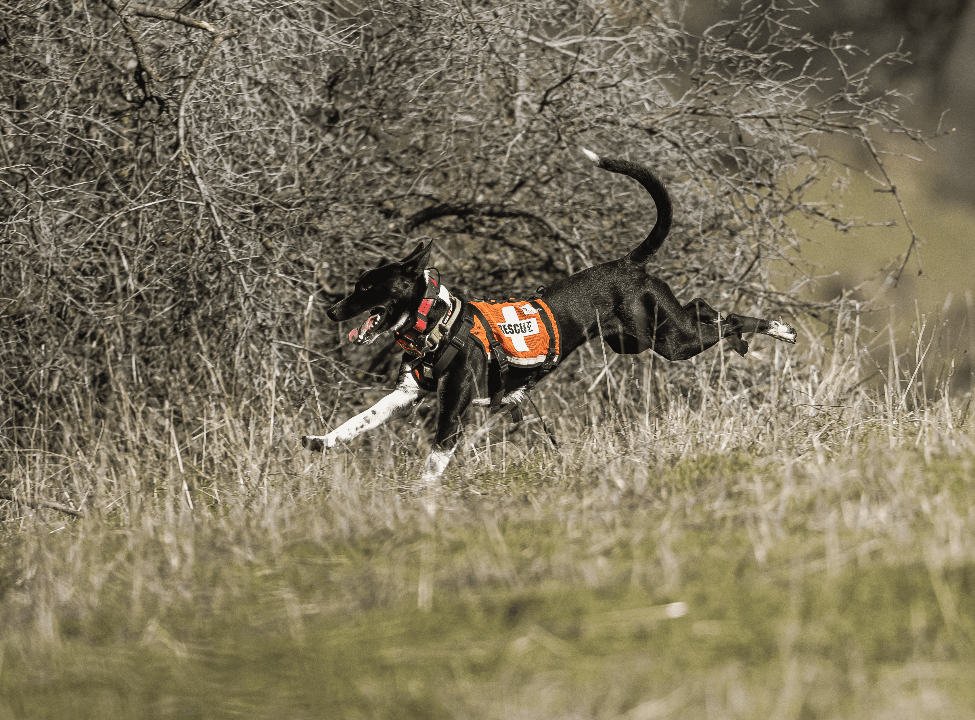 California Rescue Dog Association, Inc.