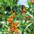Mustard Seed Farm & Market