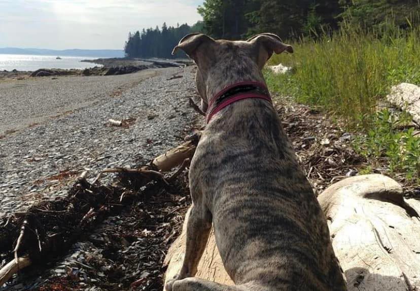 Ellies legacy animal foundation