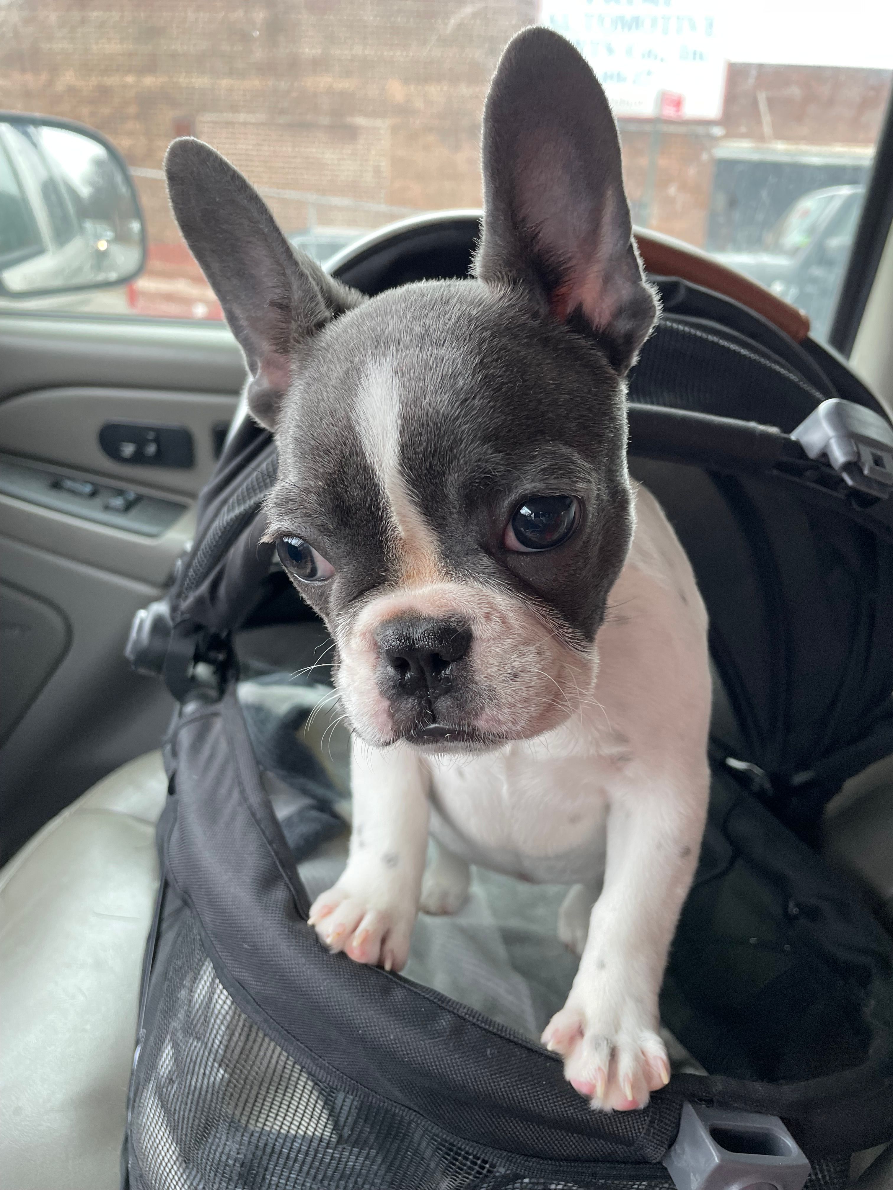 friendlyferals@msn.com