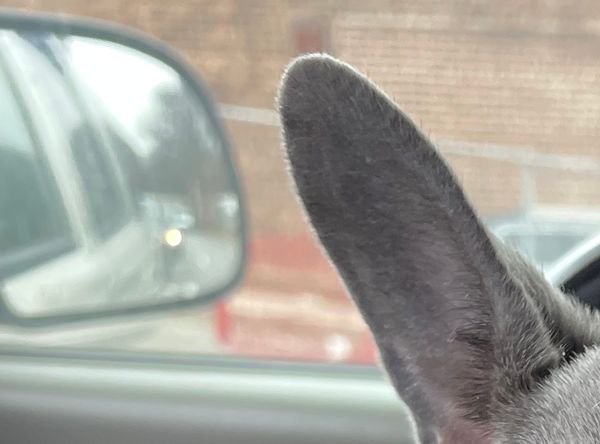 friendlyferals@msn.com