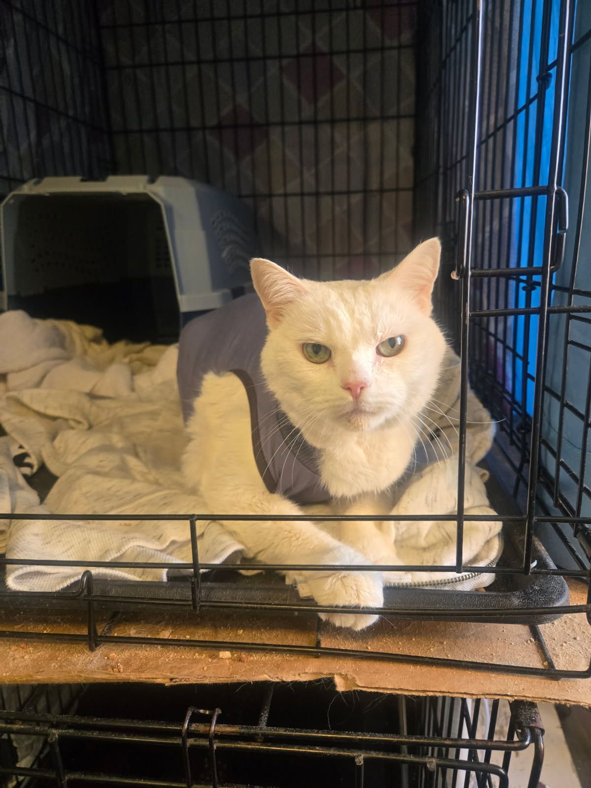 friendlyferals@msn.com