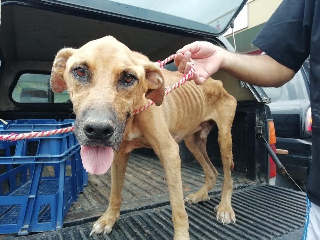 Friends of El Refugio Hogar Animal Costa Ballena