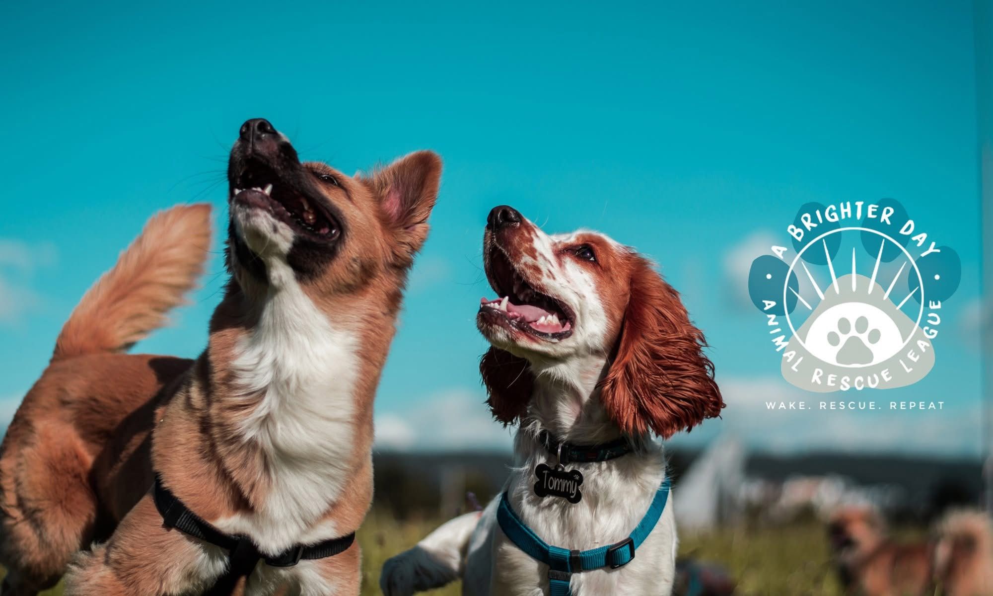A Brighter Day Animal Rescue League