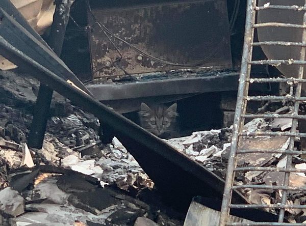 Sonoma Community Animal Response Team