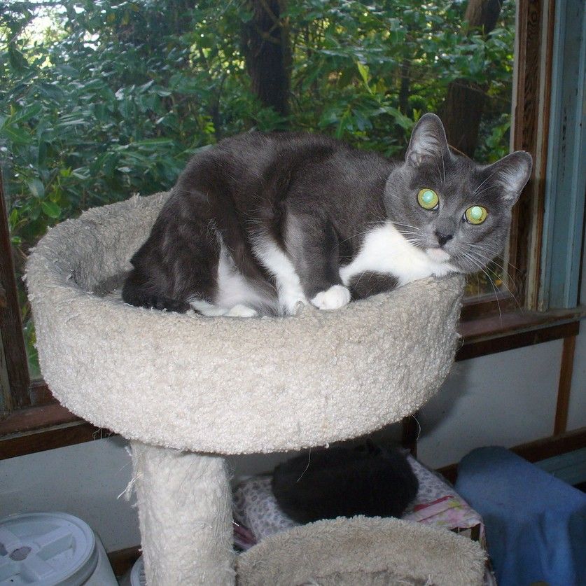 Spay & Neuter Humane Association DBA Bach 'N Rock Music