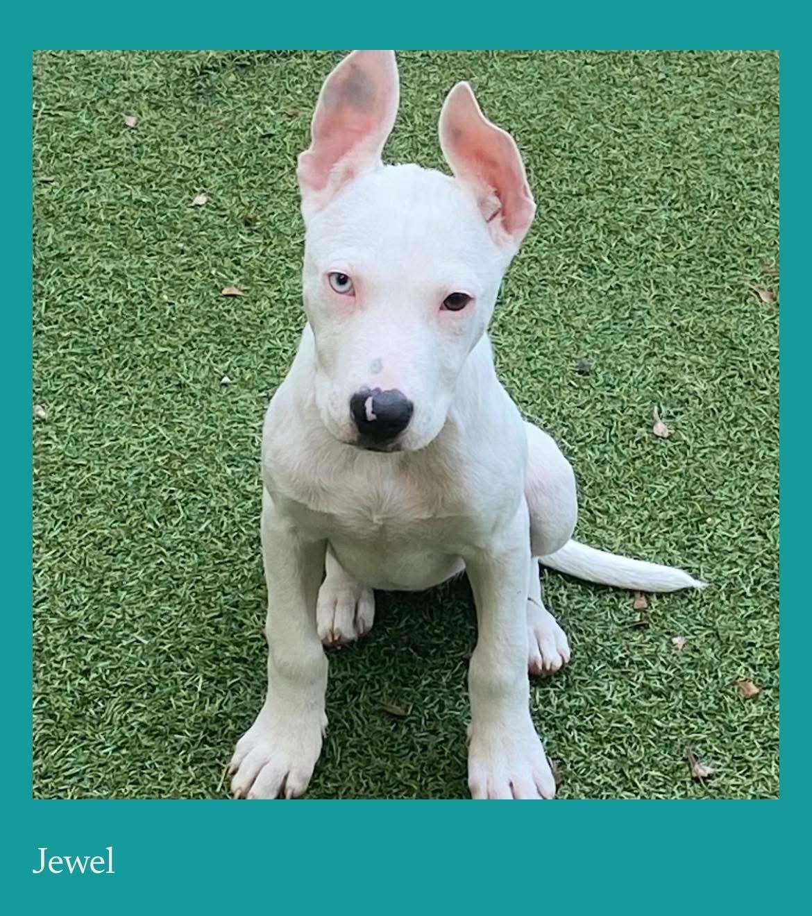 Save-A-Pet Animal Rescue