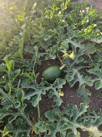 Our Neighbors Farm & Pantry