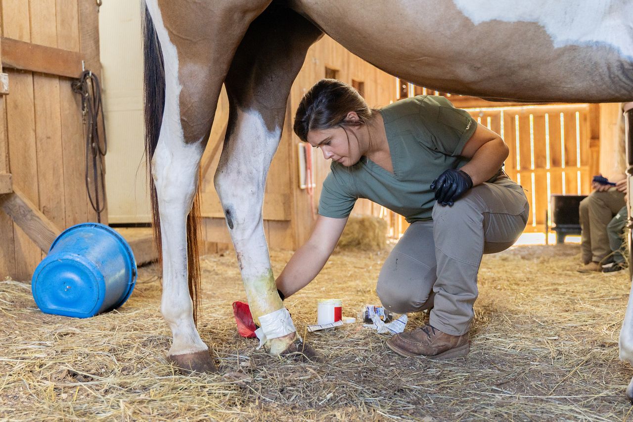 Bits and Peaces Equine Rehabilitation