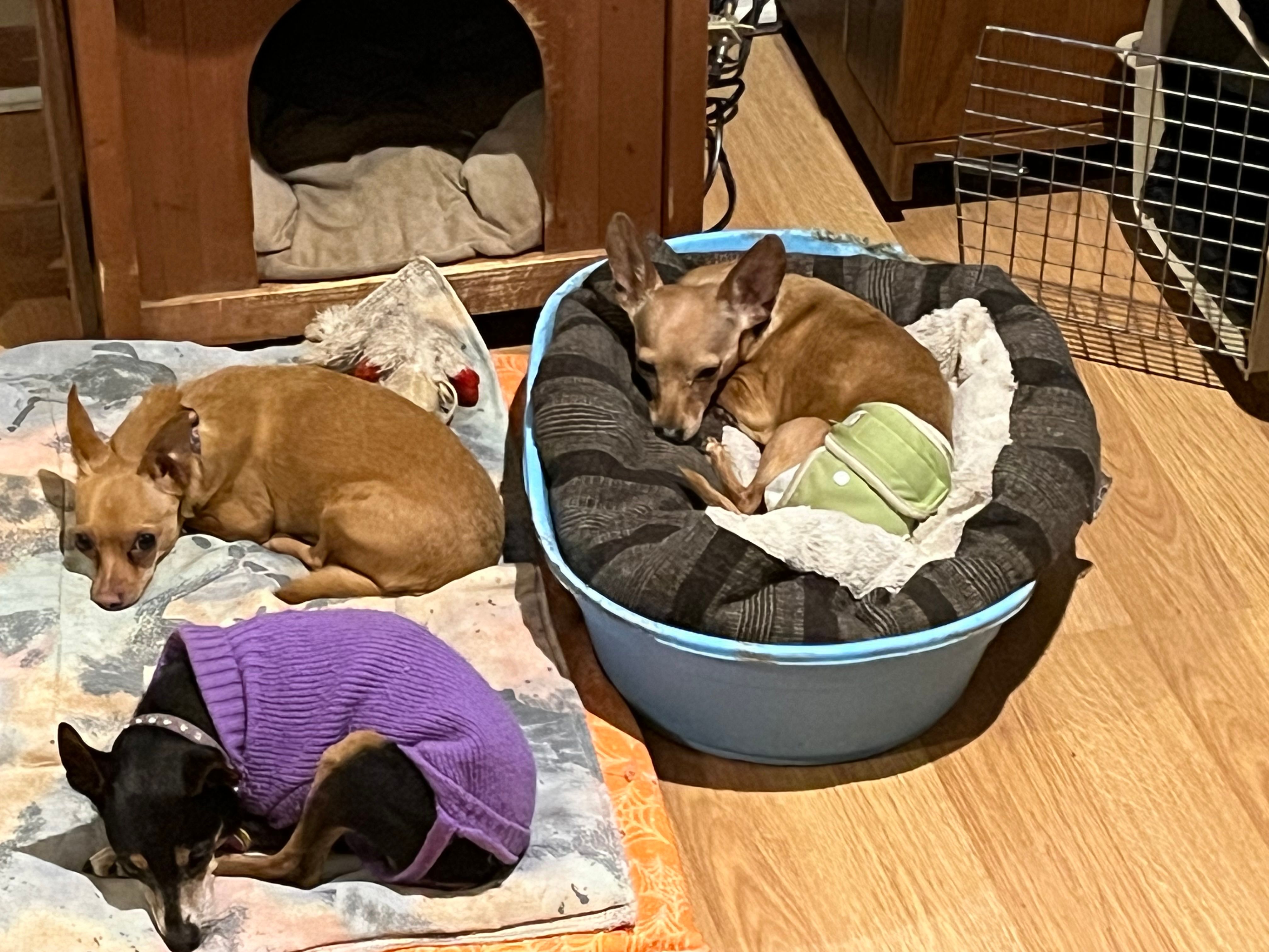 MP3 Farms Pet Sanctuary