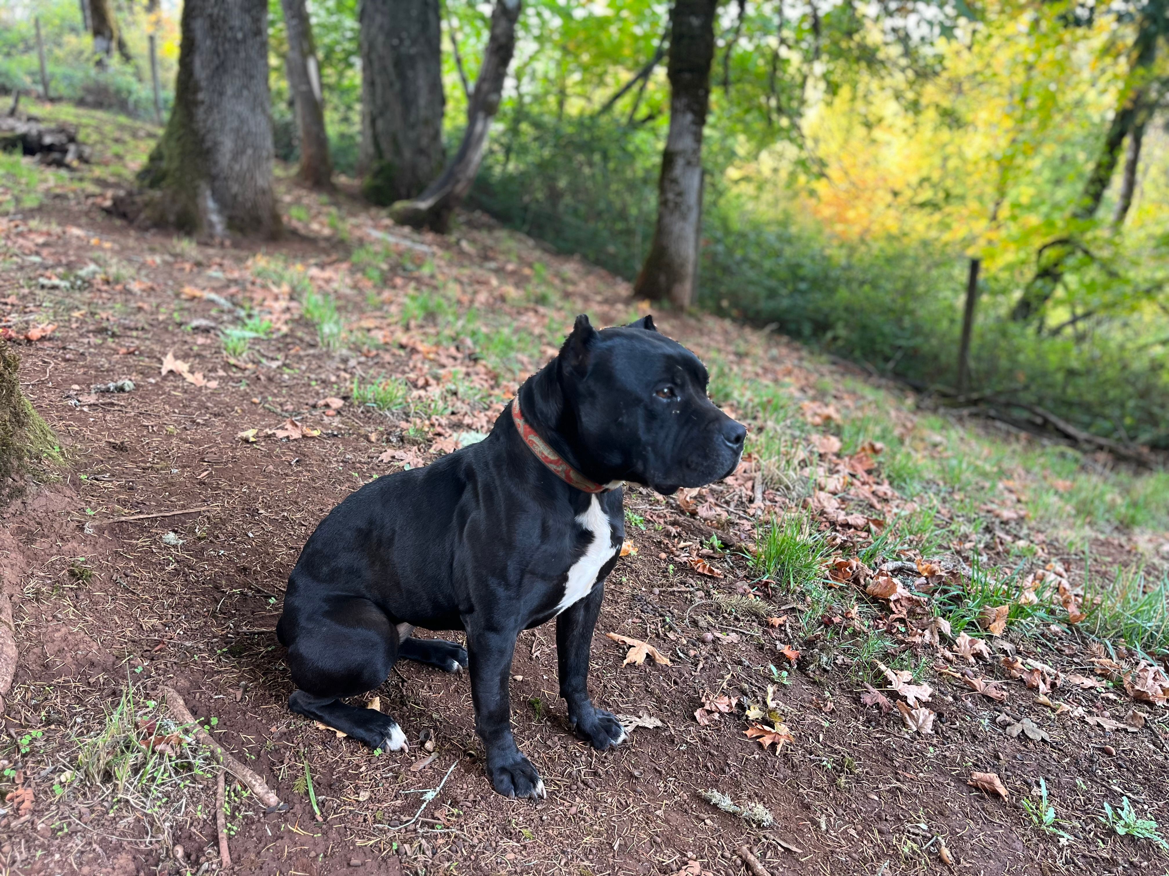 MP3 Farms Pet Sanctuary