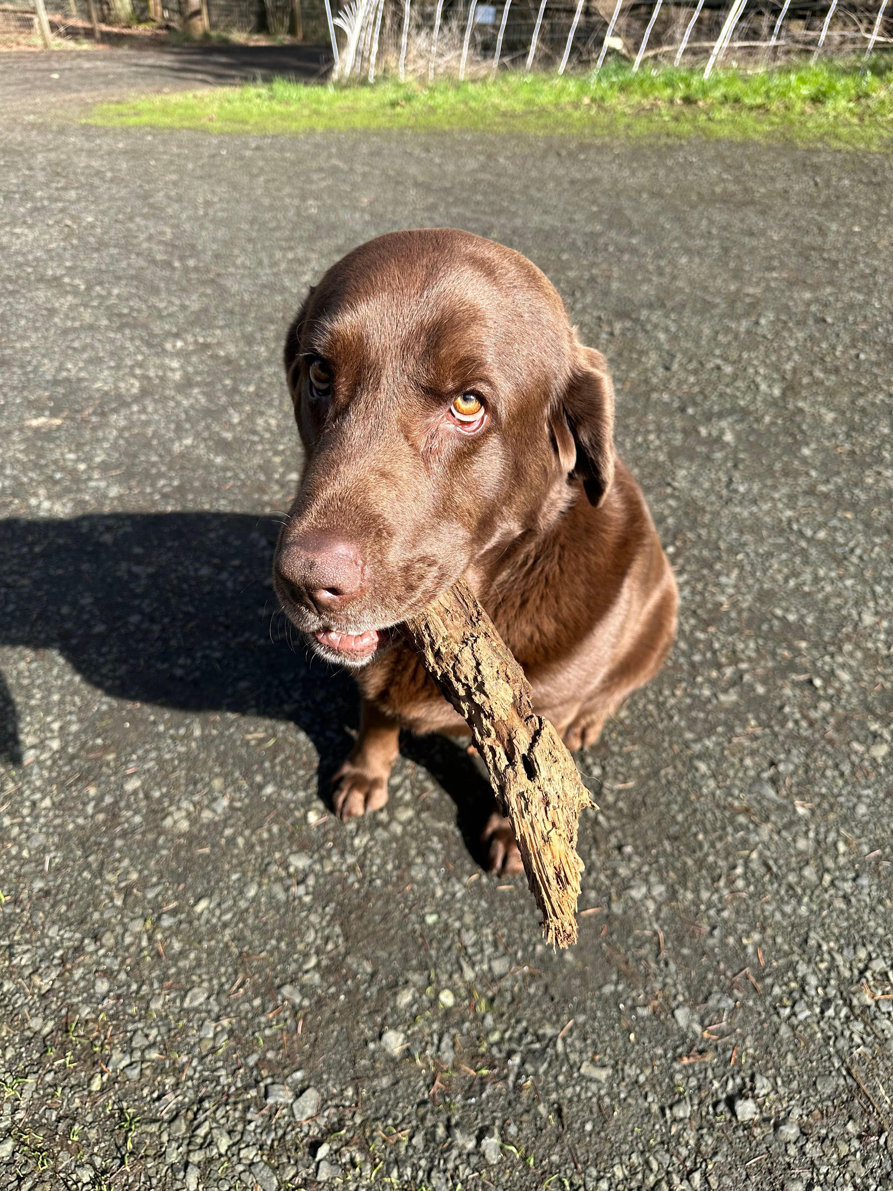 MP3 Farms Pet Sanctuary