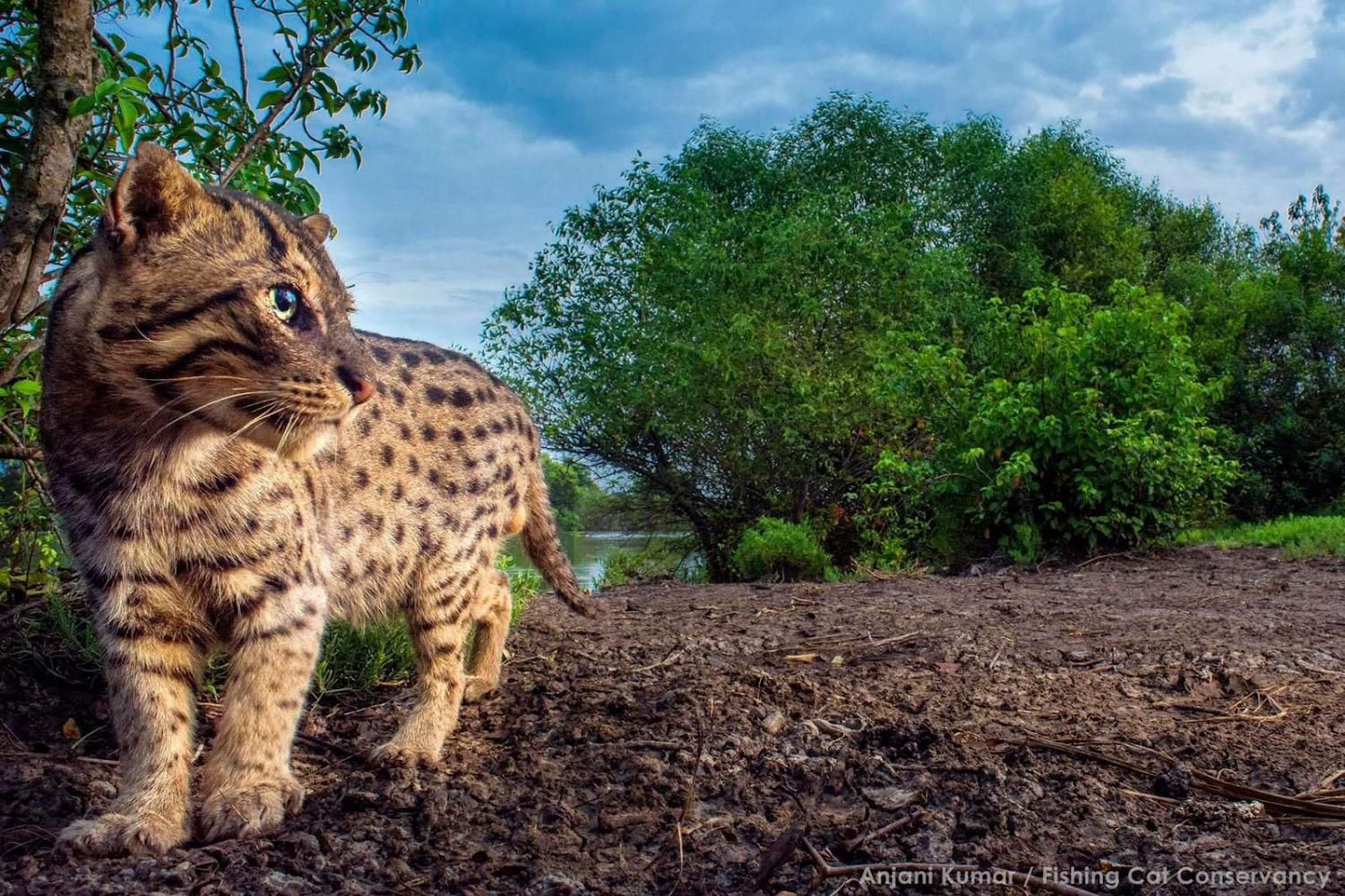 Fishing Cat Conservancy Inc