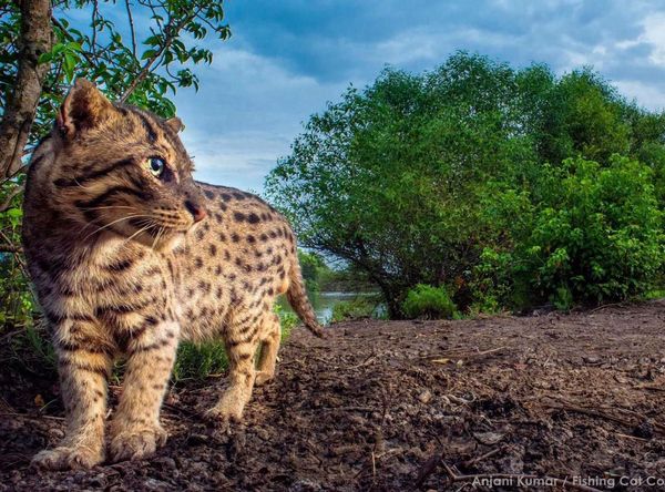 Fishing Cat Conservancy Inc