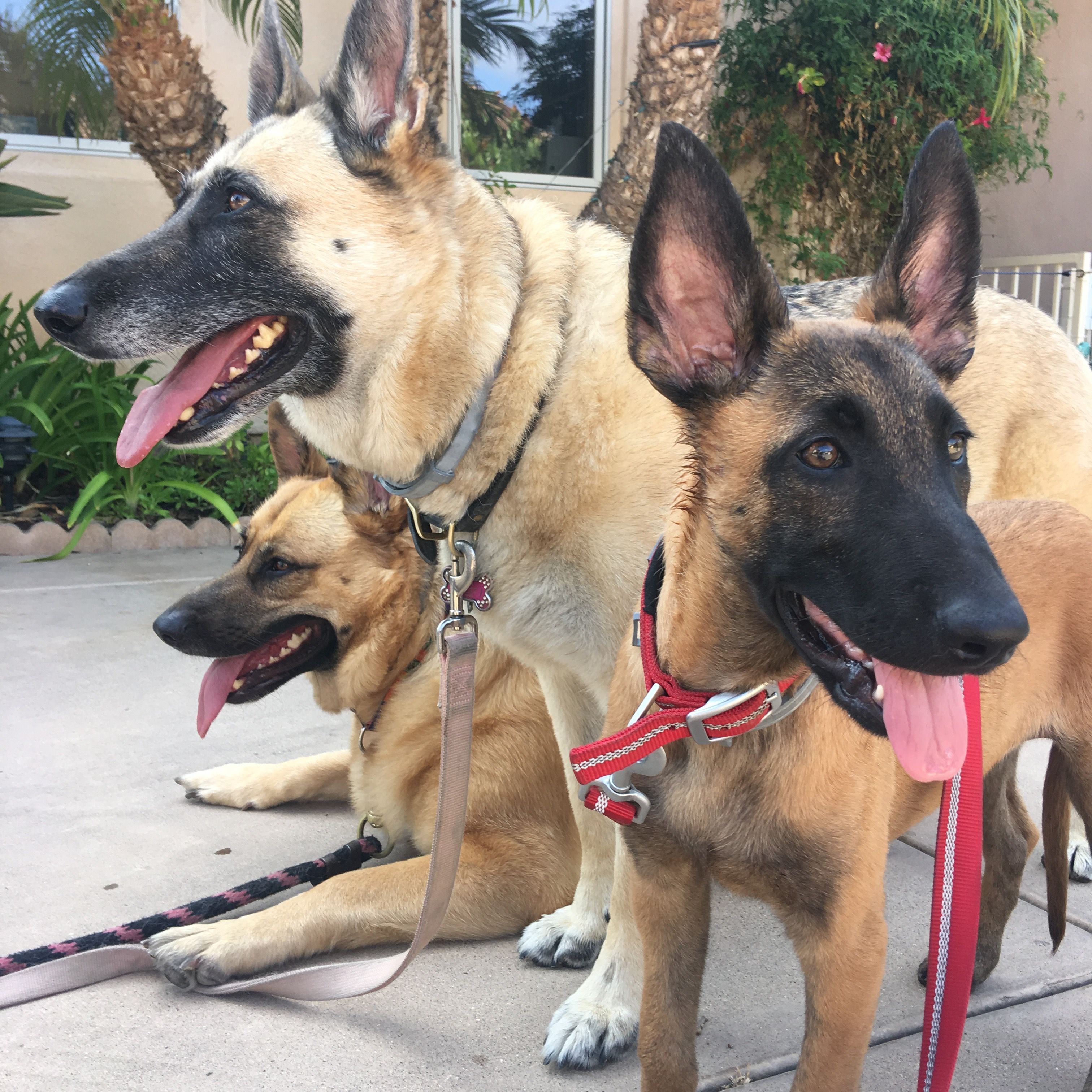 JL Animal Rescue