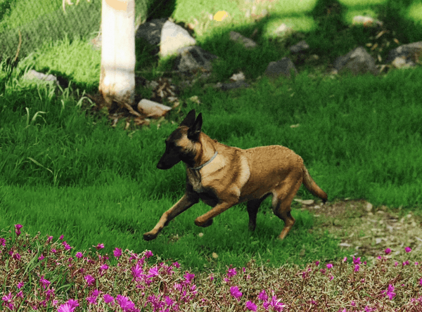 JL Animal Rescue