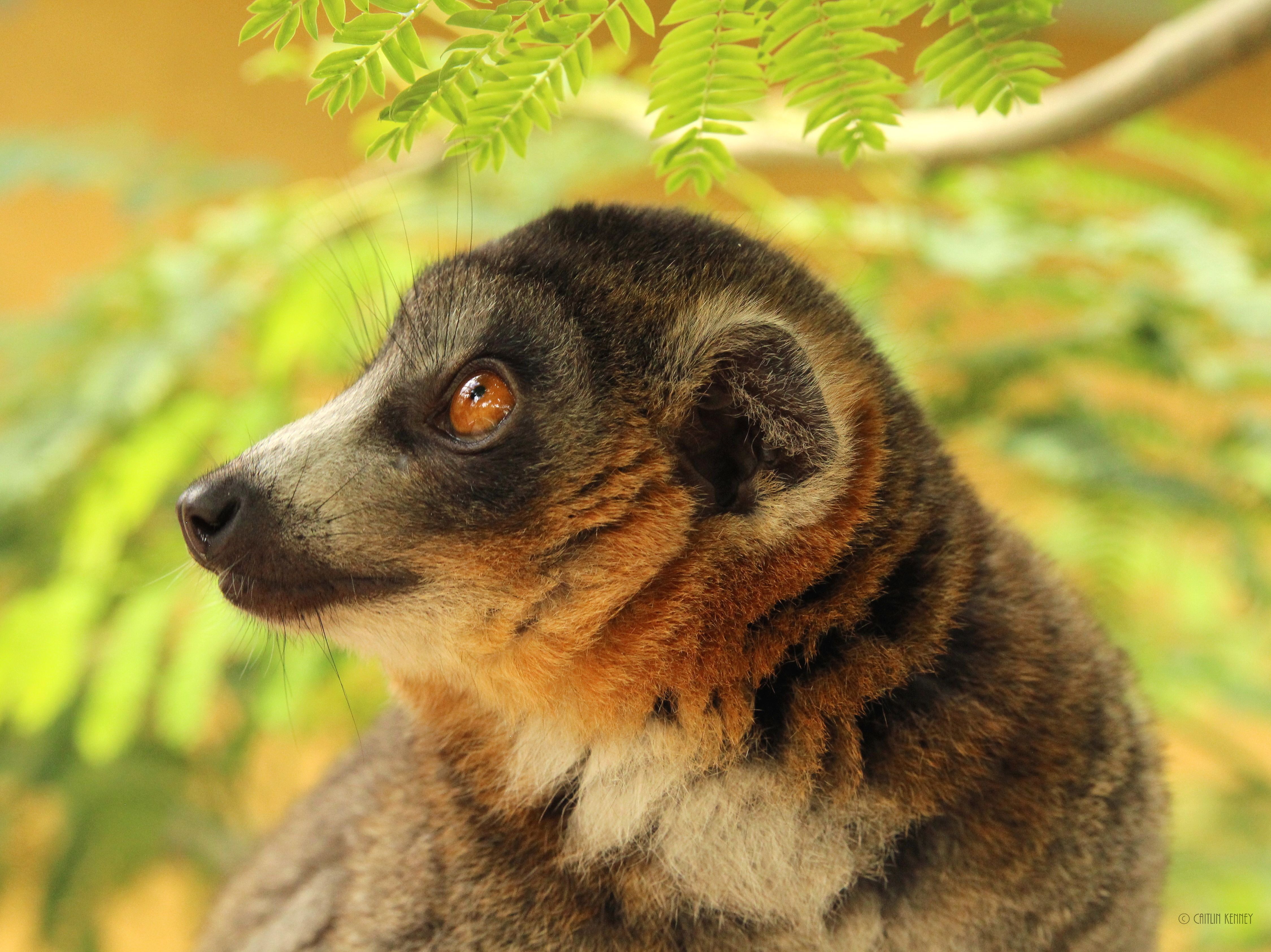Lemur Conservation Foundation