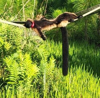 Lemur Conservation Foundation