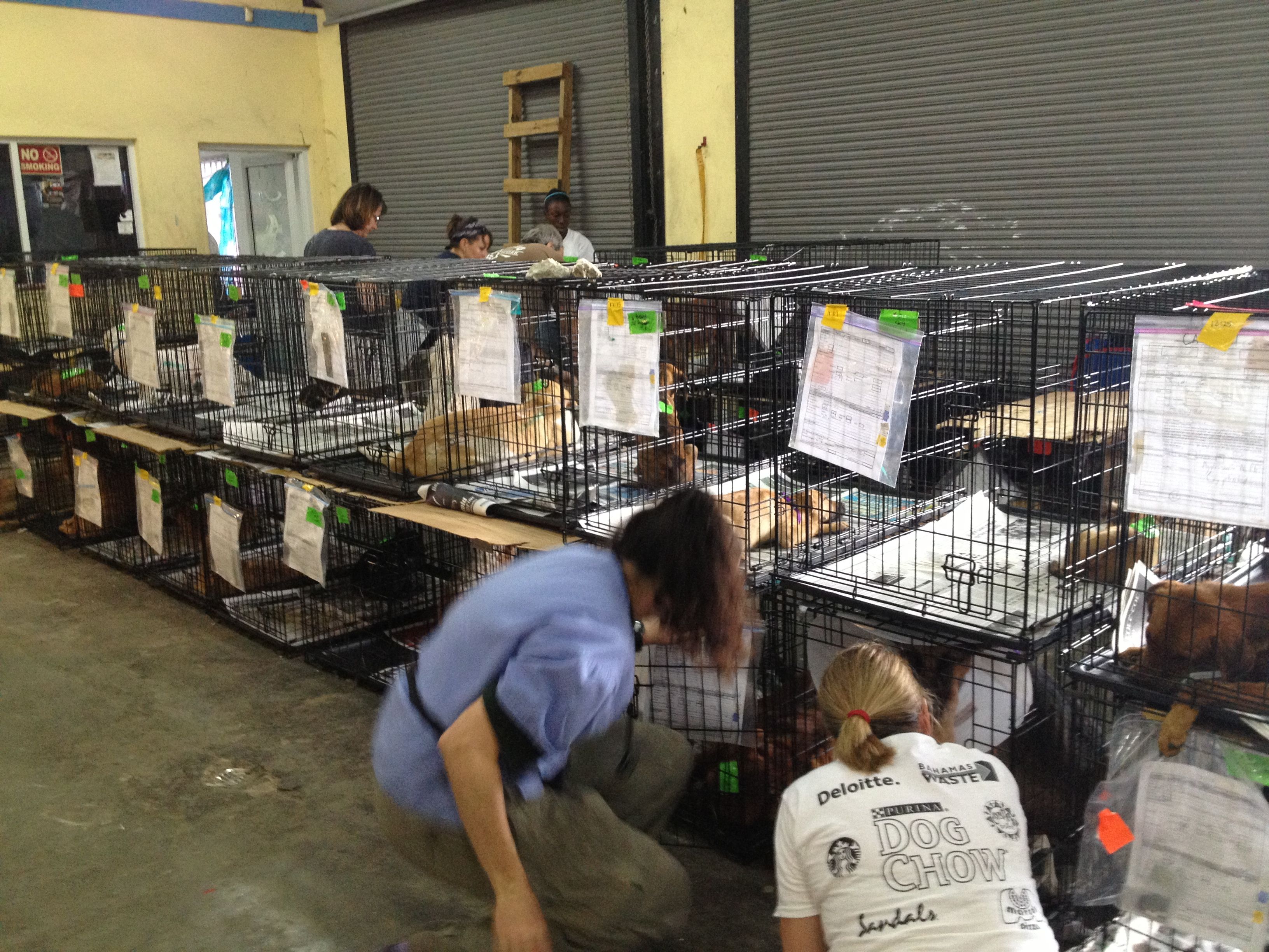 Dog Corps Inc.