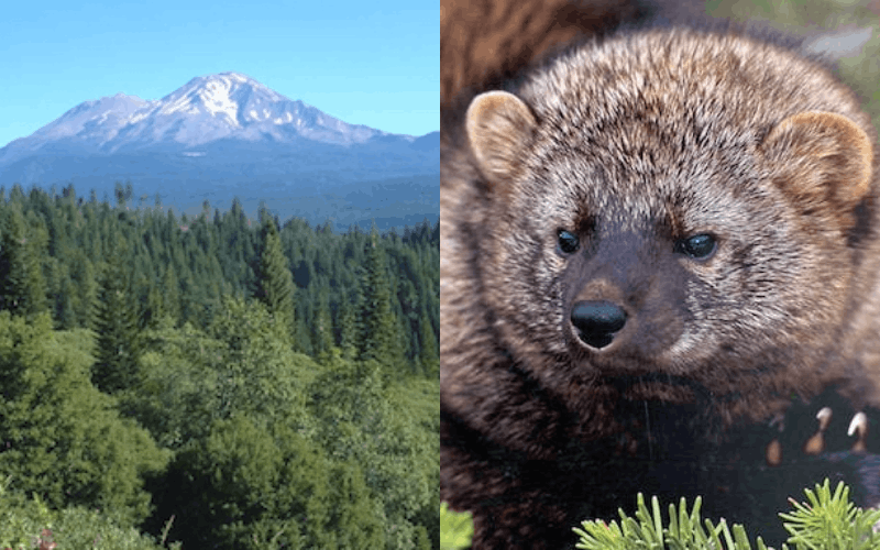 The Pacific Forest Trust, Inc.