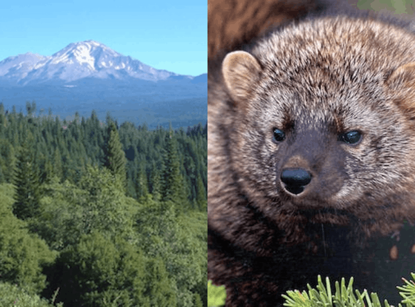 The Pacific Forest Trust, Inc.