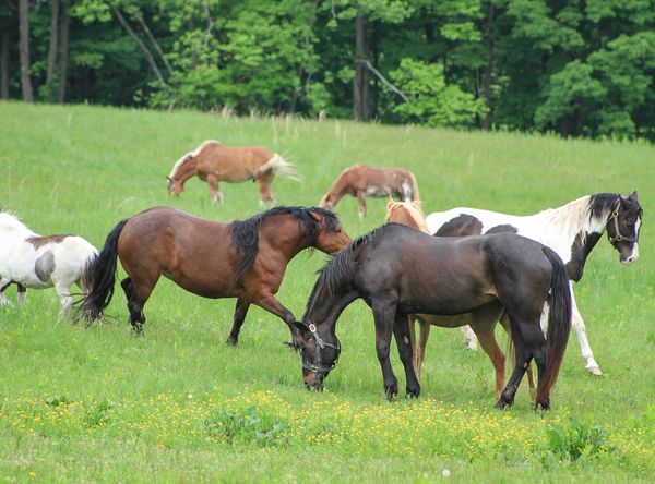 Central Pa Horse Rescue