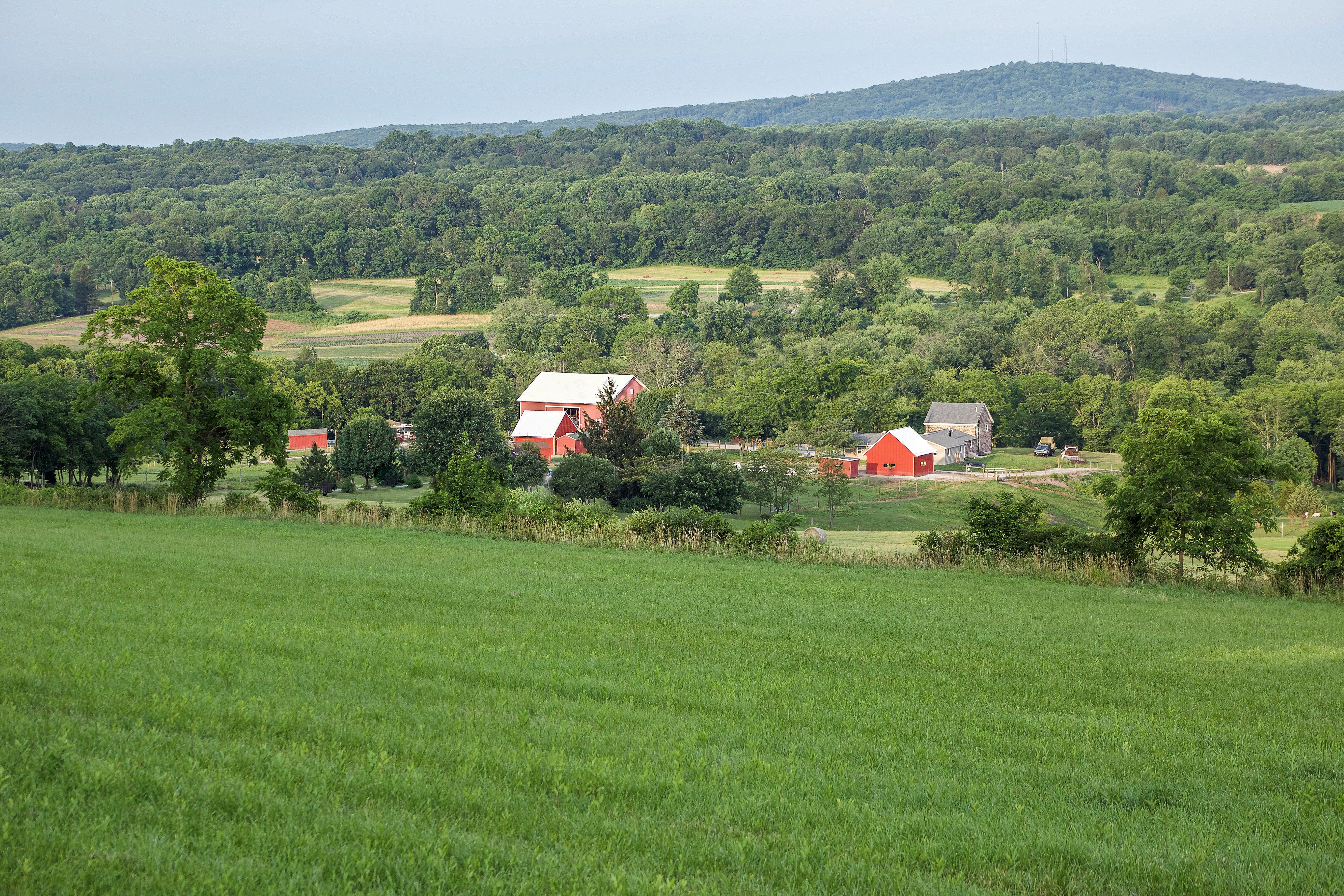 Central Pa Horse Rescue