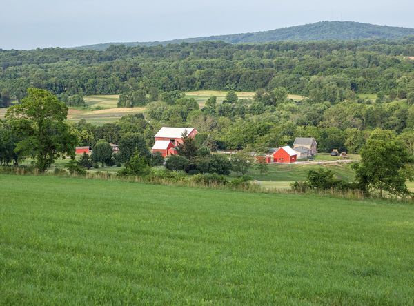 Central Pa Horse Rescue