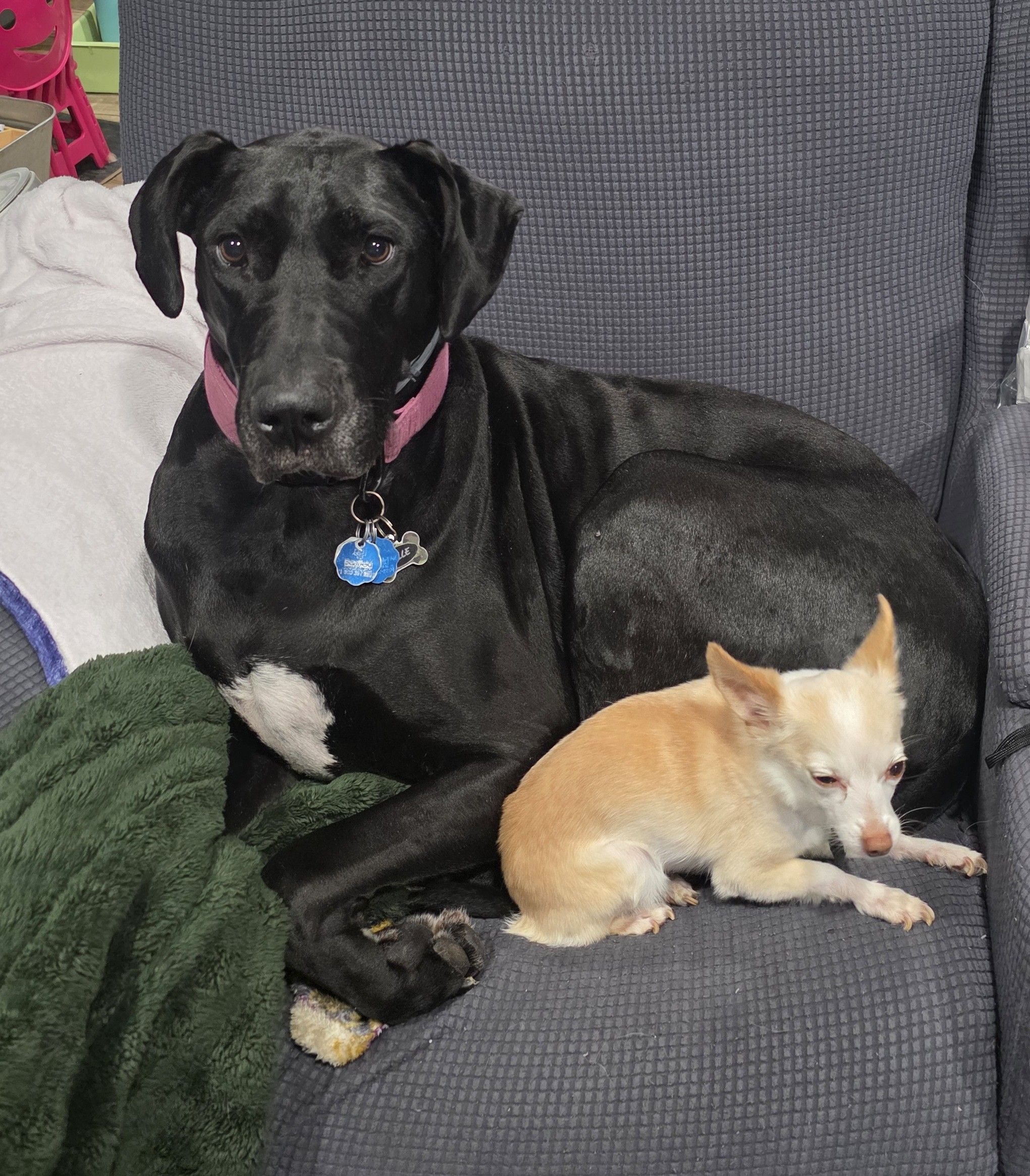 Pet Assistance, Inc.