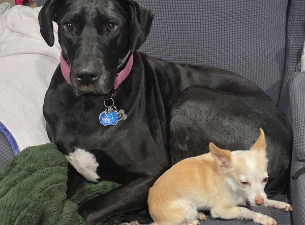 Pet Assistance, Inc.
