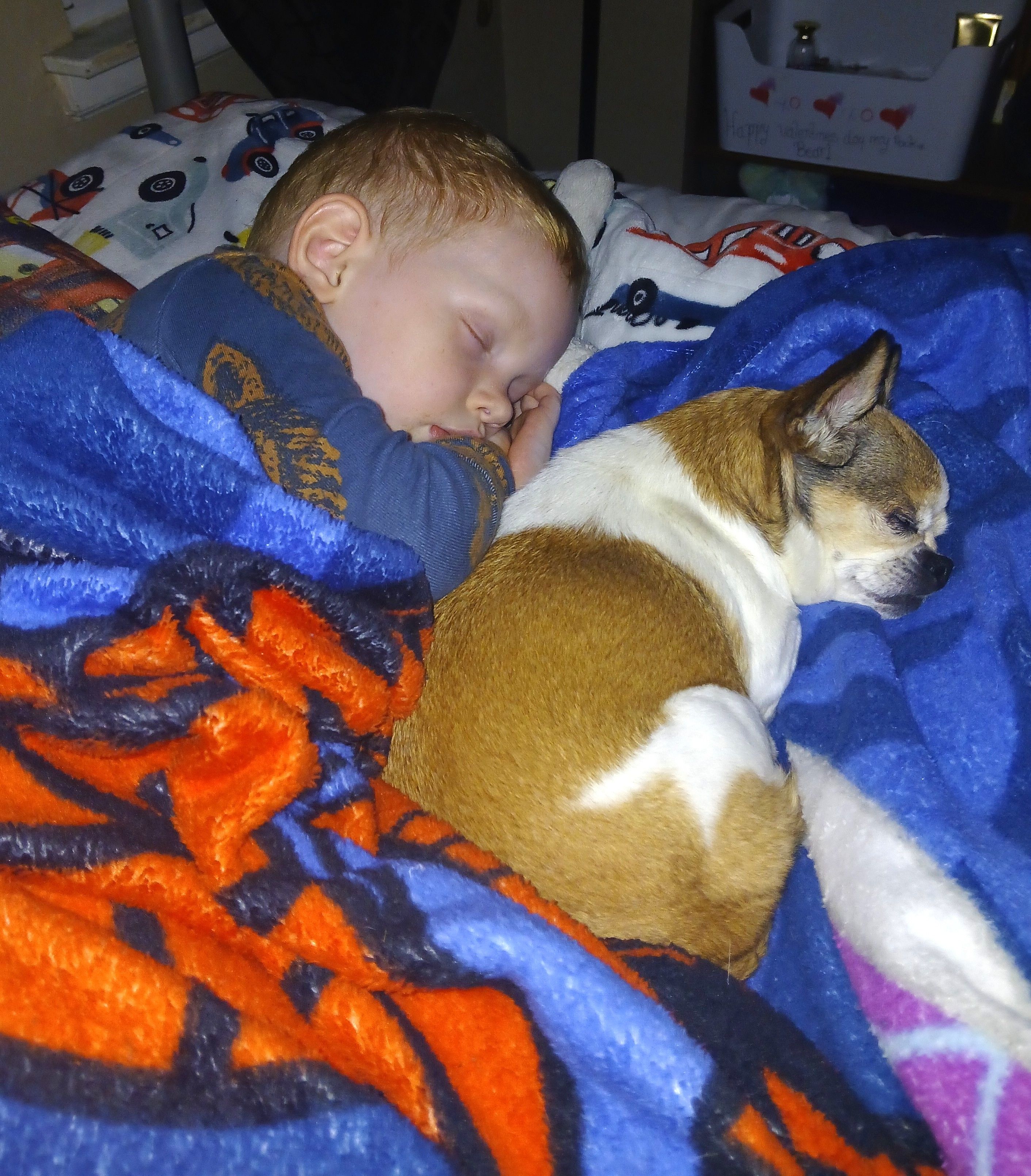 Pet Assistance, Inc.