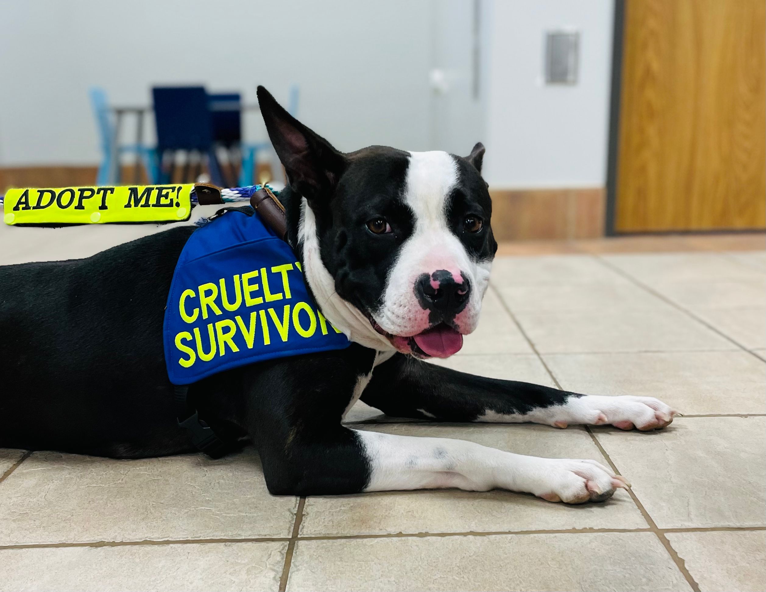 All Dogs Official Rescue Enterprise LLC