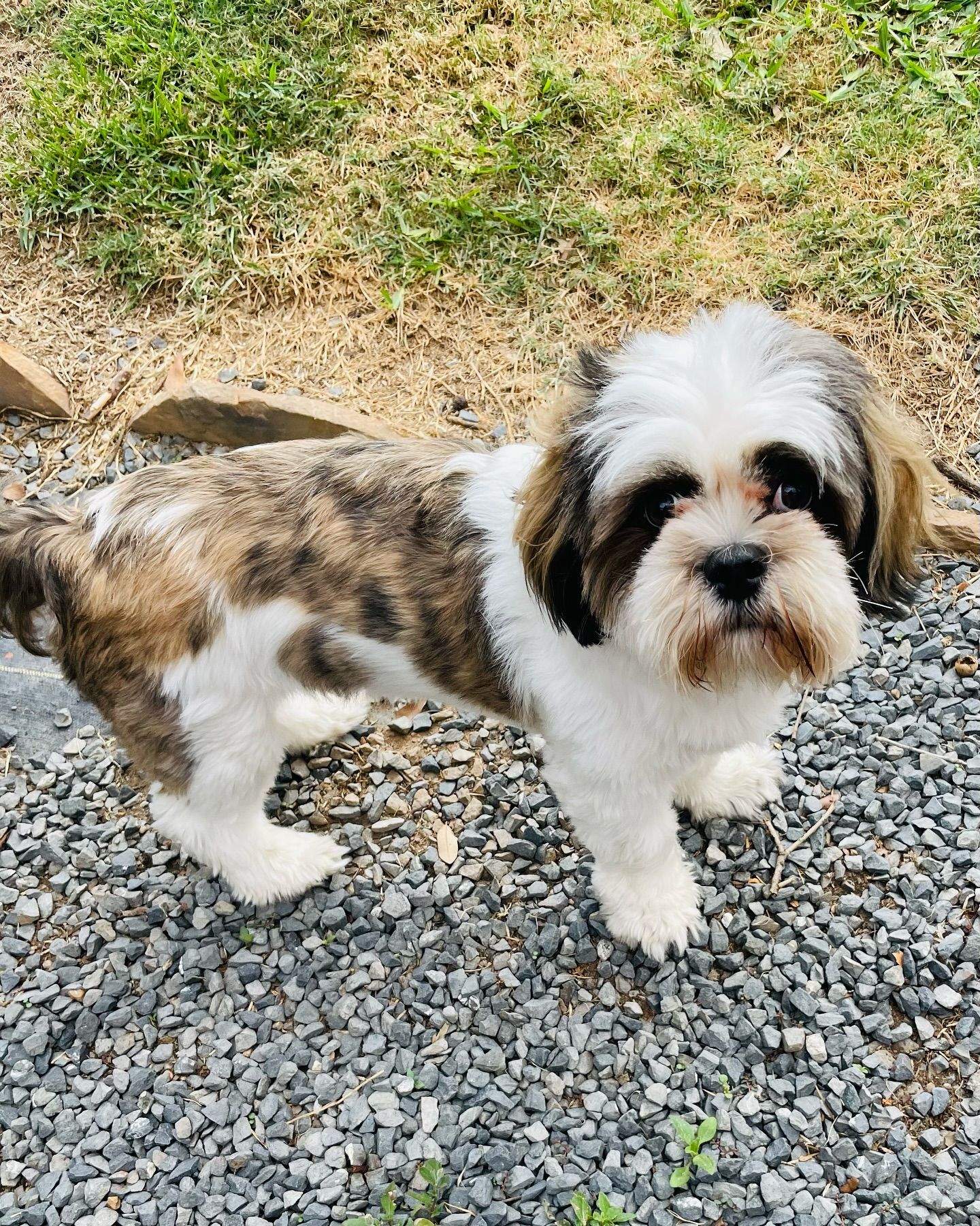 All Dogs Official Rescue Enterprise LLC