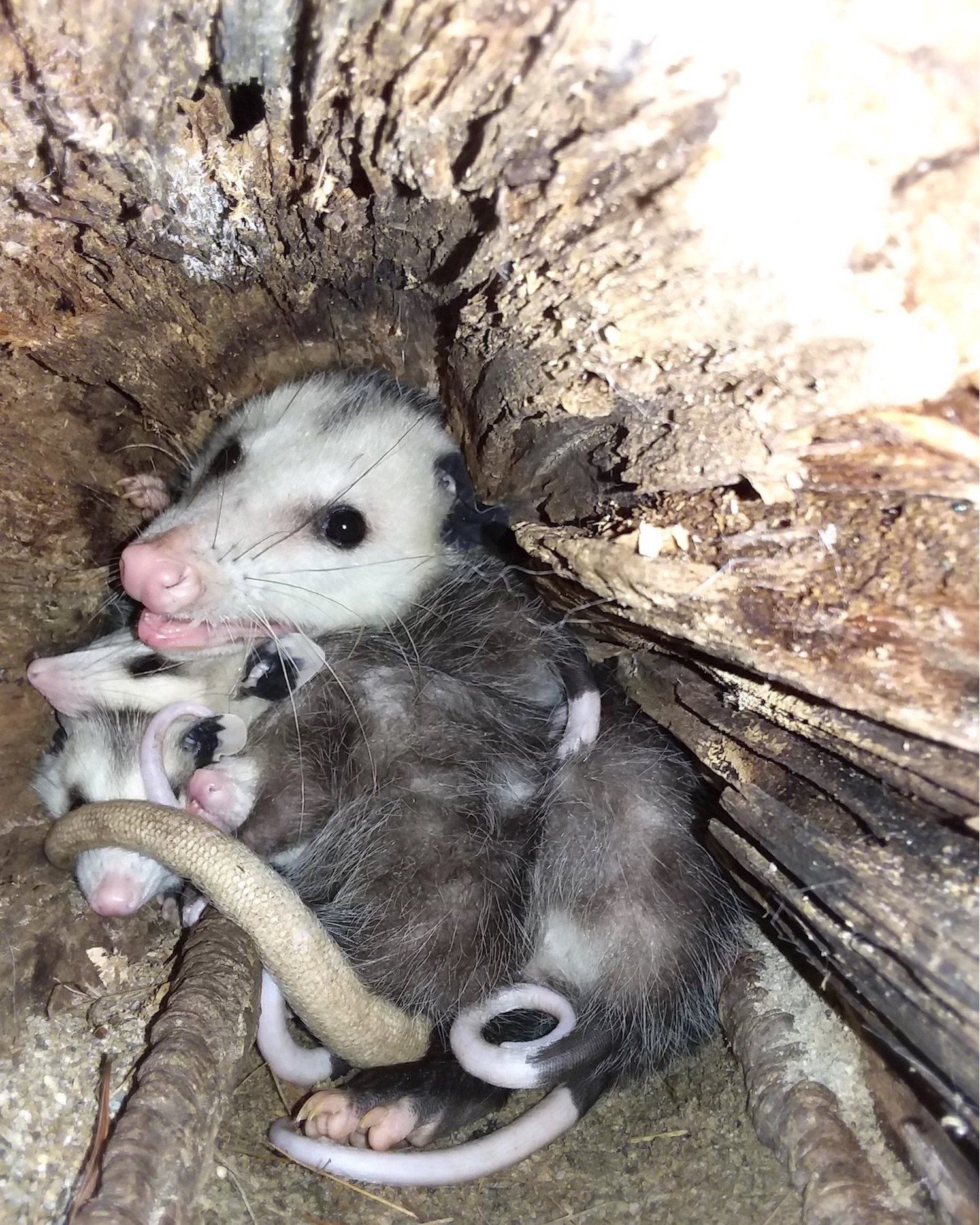 Ferncroft Wildlife Rescue