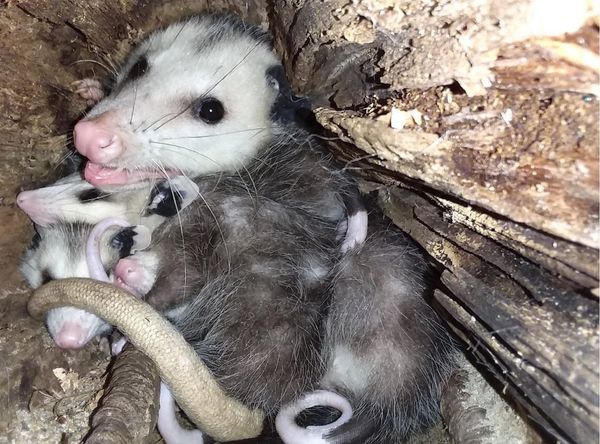 Ferncroft Wildlife Rescue