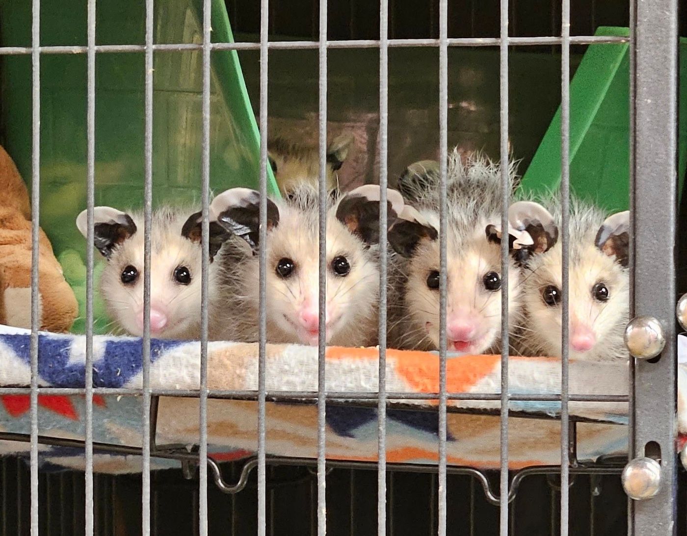 Ferncroft Wildlife Rescue