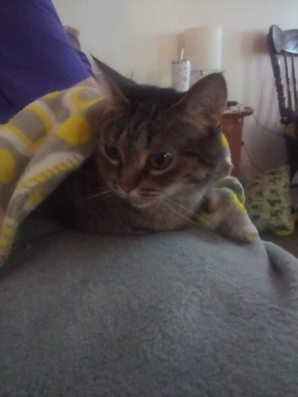 Demons Saving Animals